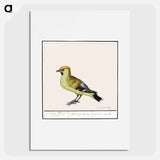 Bohemian Waxwing - アンセルムス ボエティウス デ ブート Poster.