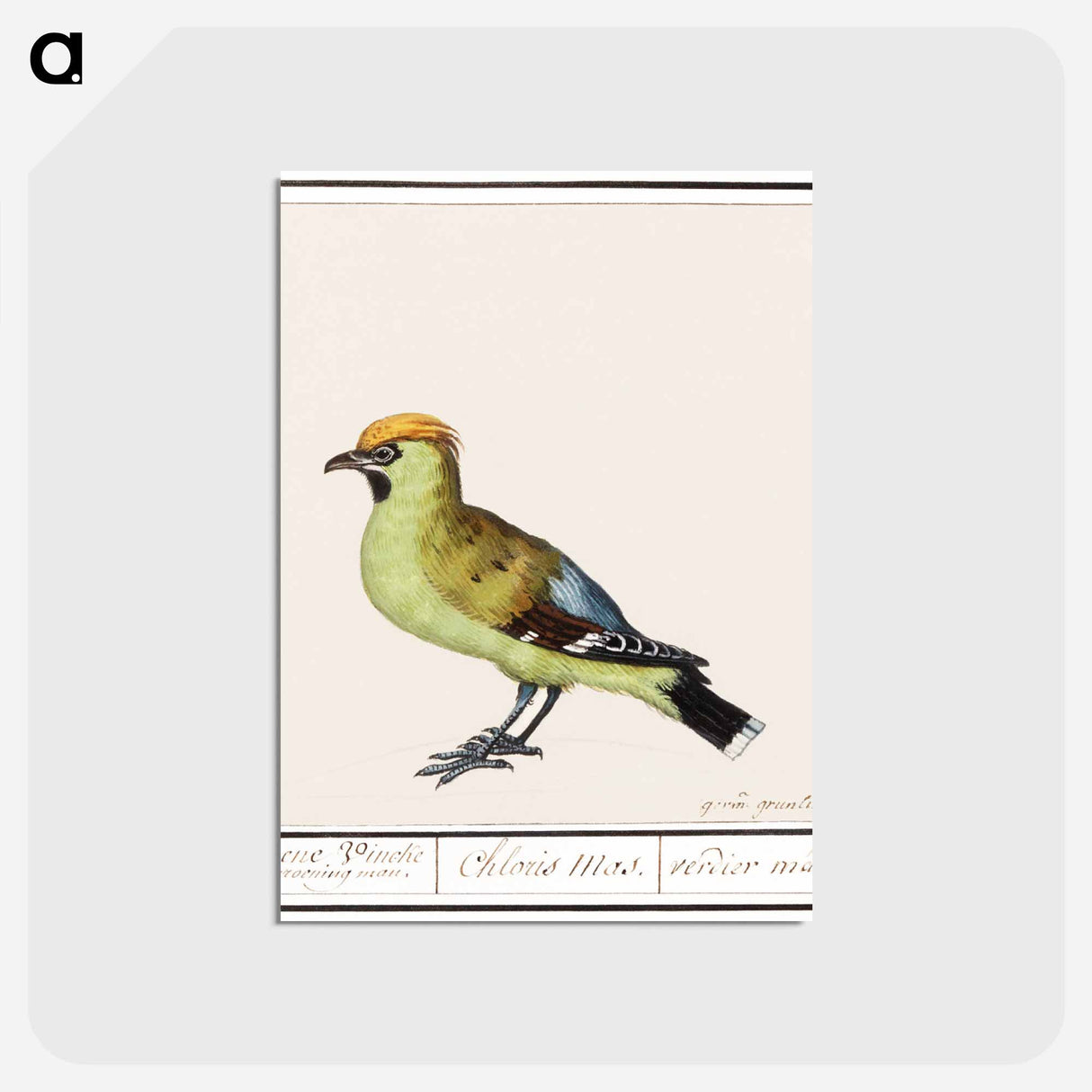 アートポストカード-Bohemian Waxwing - アンセルムス ボエティウス デ ブート Postcard.
