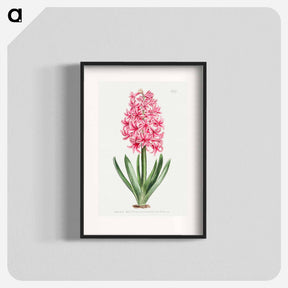 アートポスター-Garden Hyacinth
 - クリーブランド美術館 Poster.