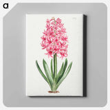 アートパネル-Garden Hyacinth
 - クリーブランド美術館 Canvas.