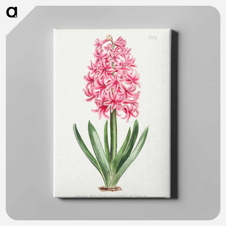 アートパネル-Garden Hyacinth
 - クリーブランド美術館 Canvas.