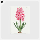 アートポストカード-Garden Hyacinth
 - クリーブランド美術館 Postcard.