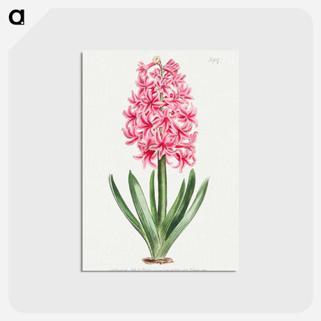 アートポストカード-Garden Hyacinth
 - クリーブランド美術館 Postcard.