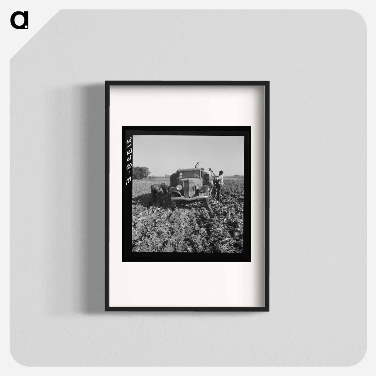 Loading truck in sugar beet field - Dorothea Lange Poster.