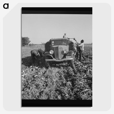 2-85_Dorothea-Lange_picture-crop