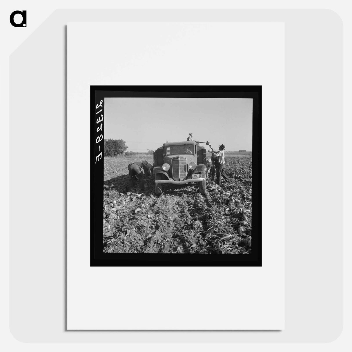 Loading truck in sugar beet field - Dorothea Lange Poster.