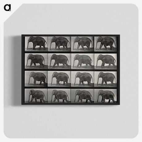 2-85_Eadweard-Muybridge_blk-crop