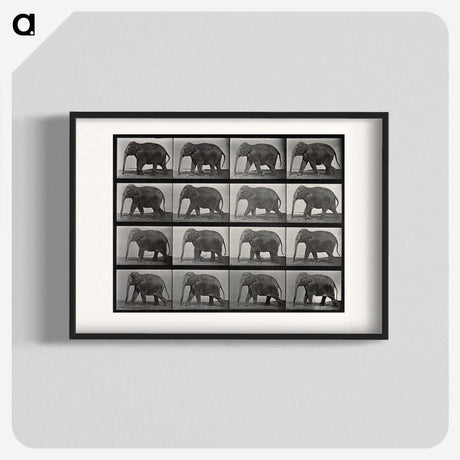 2-85_Eadweard-Muybridge_blk