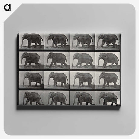 2-85_Eadweard-Muybridge_canvas