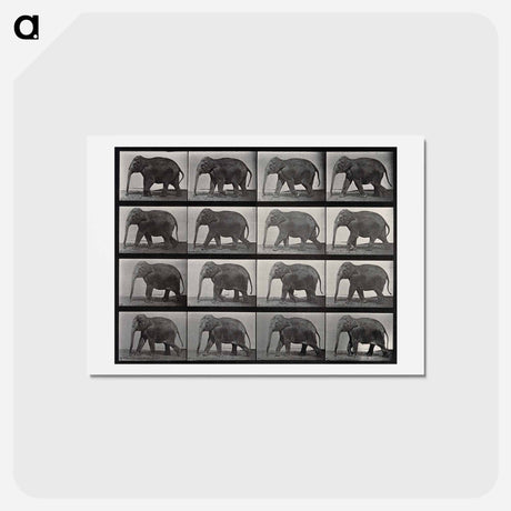 アートポストカード-Elephant Walking
 - エドワード マイブリッジ Postcard.