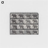 2-85_Eadweard-Muybridge_memo