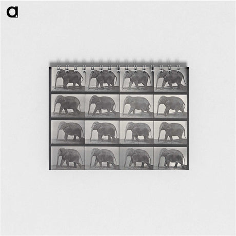 2-85_Eadweard-Muybridge_memo