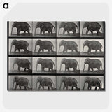 2-85_Eadweard-Muybridge_picture-crop