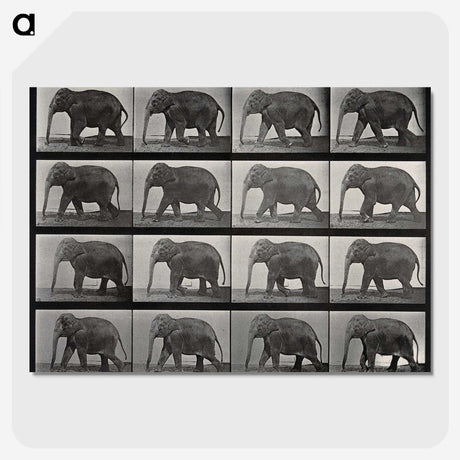 2-85_Eadweard-Muybridge_picture-crop