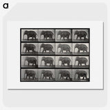2-85_Eadweard-Muybridge_picture
