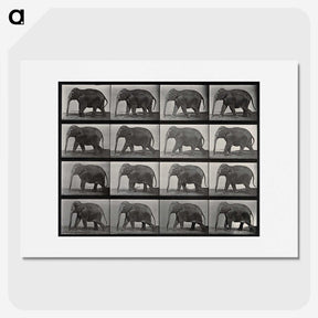 2-85_Eadweard-Muybridge_picture