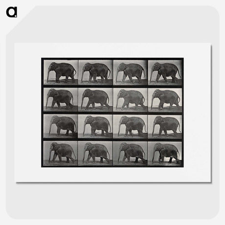 2-85_Eadweard-Muybridge_picture