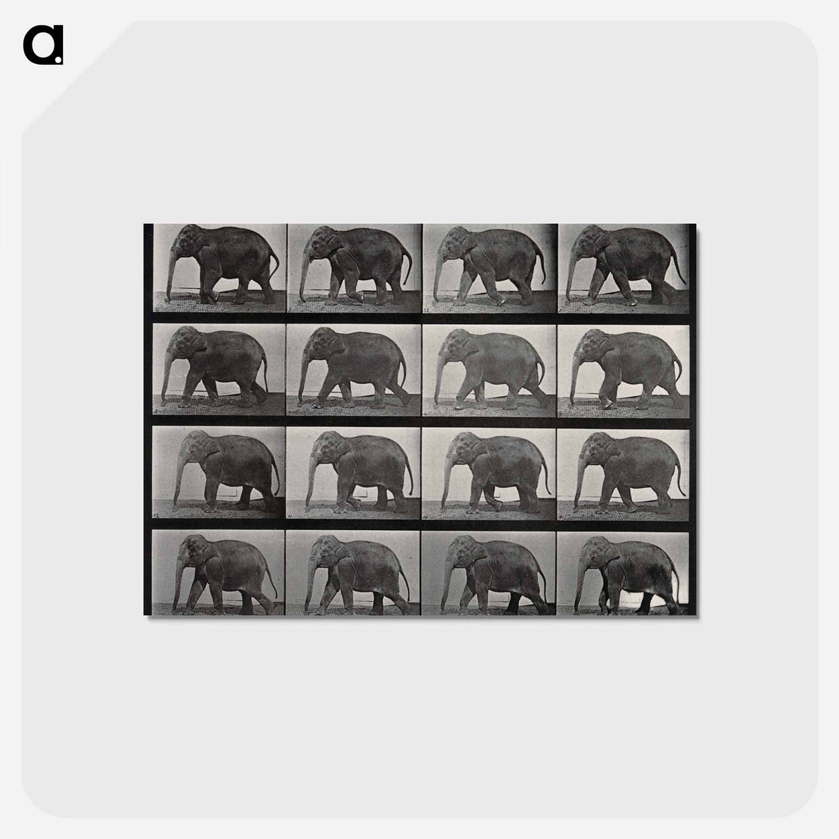 アートポストカード-Elephant Walking
 - エドワード マイブリッジ Postcard.