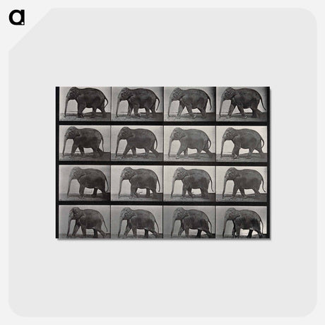 アートポストカード-Elephant Walking
 - エドワード マイブリッジ Postcard.