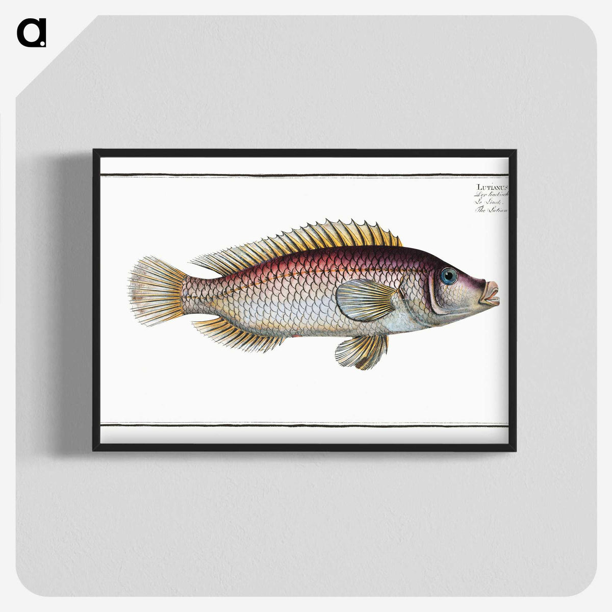 2-85_Ichtyologie-ou-Histoire-naturelle_blk-crop