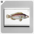 2-85_Ichtyologie-ou-Histoire-naturelle_canvas