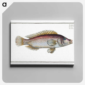 2-85_Ichtyologie-ou-Histoire-naturelle_canvas