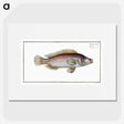 2-85_Ichtyologie-ou-Histoire-naturelle_picture