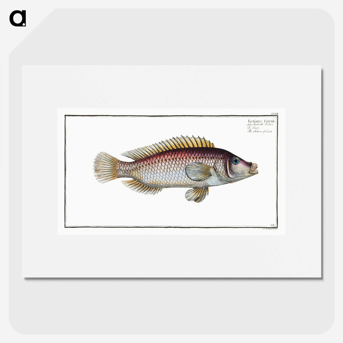 2-85_Ichtyologie-ou-Histoire-naturelle_picture