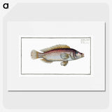 2-85_Ichtyologie-ou-Histoire-naturelle_picture