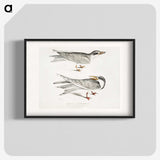 2-85_Indian-Zoology_blk