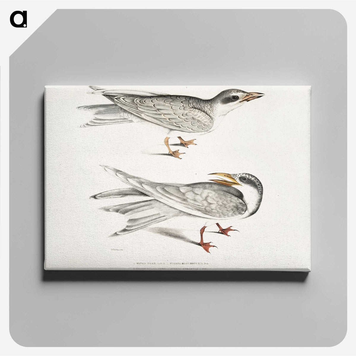 2-85_Indian-Zoology_canvas