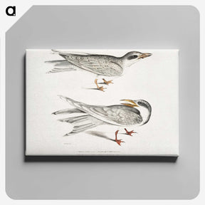 2-85_Indian-Zoology_canvas