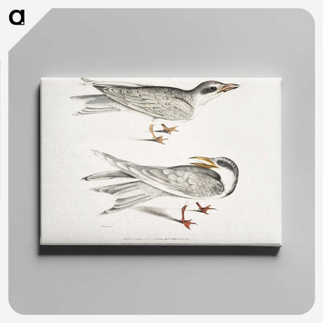 2-85_Indian-Zoology_canvas