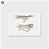 2-85_Indian-Zoology_hagaki