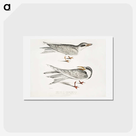 2-85_Indian-Zoology_hagaki