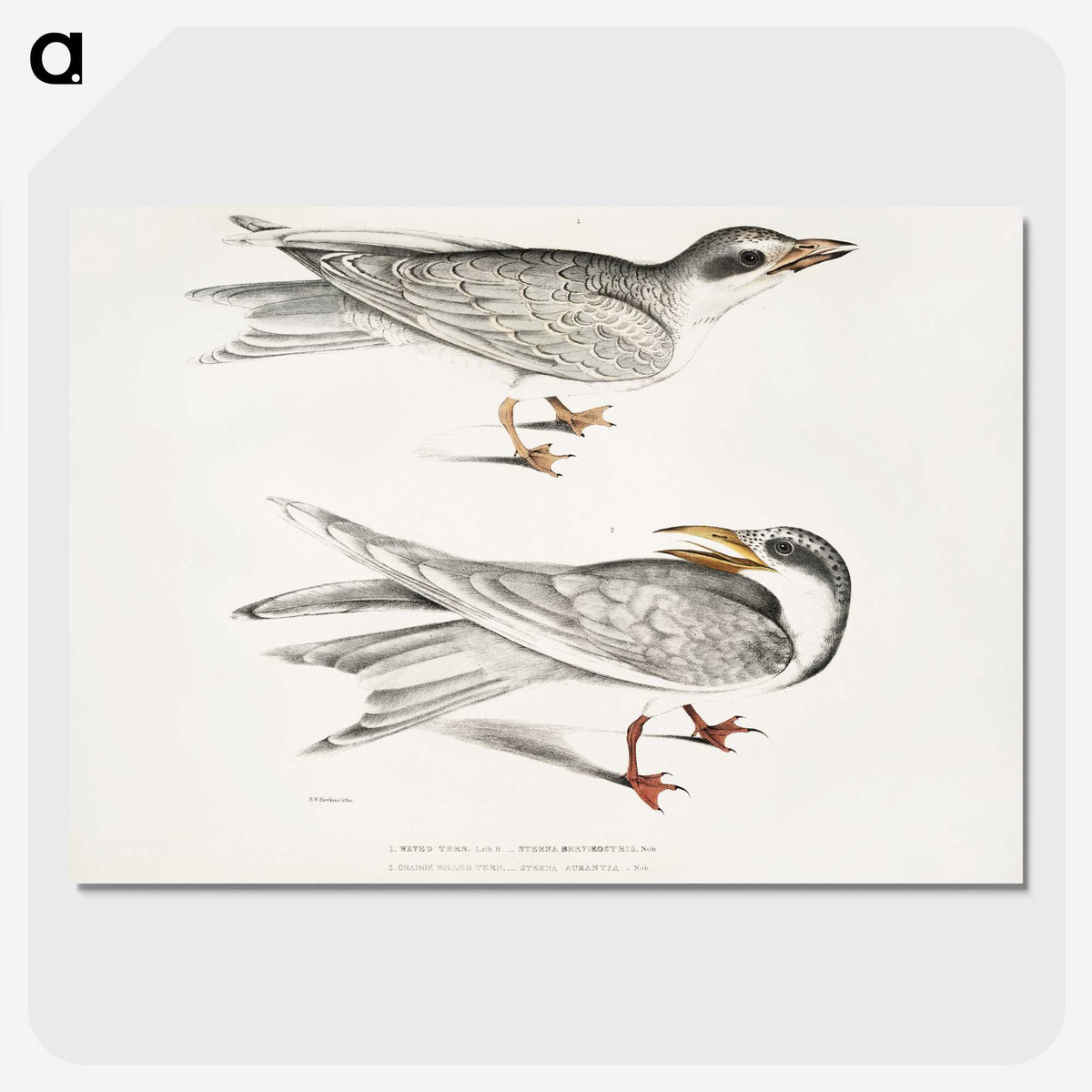 2-85_Indian-Zoology_picture-crop
