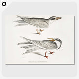 2-85_Indian-Zoology_picture-crop