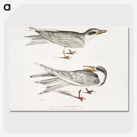 2-85_Indian-Zoology_picture-crop