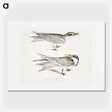 2-85_Indian-Zoology_picture
