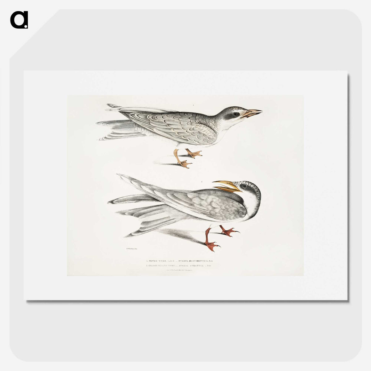 2-85_Indian-Zoology_picture