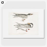 2-85_Indian-Zoology_picture