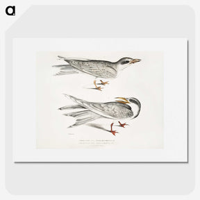 2-85_Indian-Zoology_picture