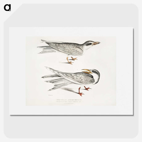 2-85_Indian-Zoology_picture