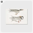 2-85_Indian-Zoology_postcard