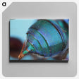 2-85_Insects-Unlocked-Project_canvas
