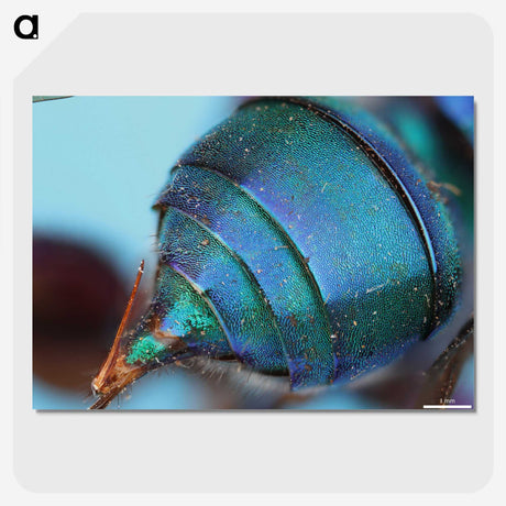 2-85_Insects-Unlocked-Project_picture-crop