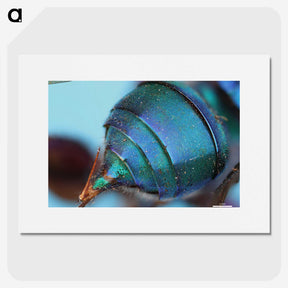 2-85_Insects-Unlocked-Project_picture