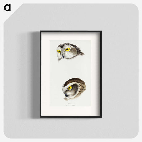 2-85_John-Gould_blk