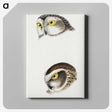 2-85_John-Gould_canvas