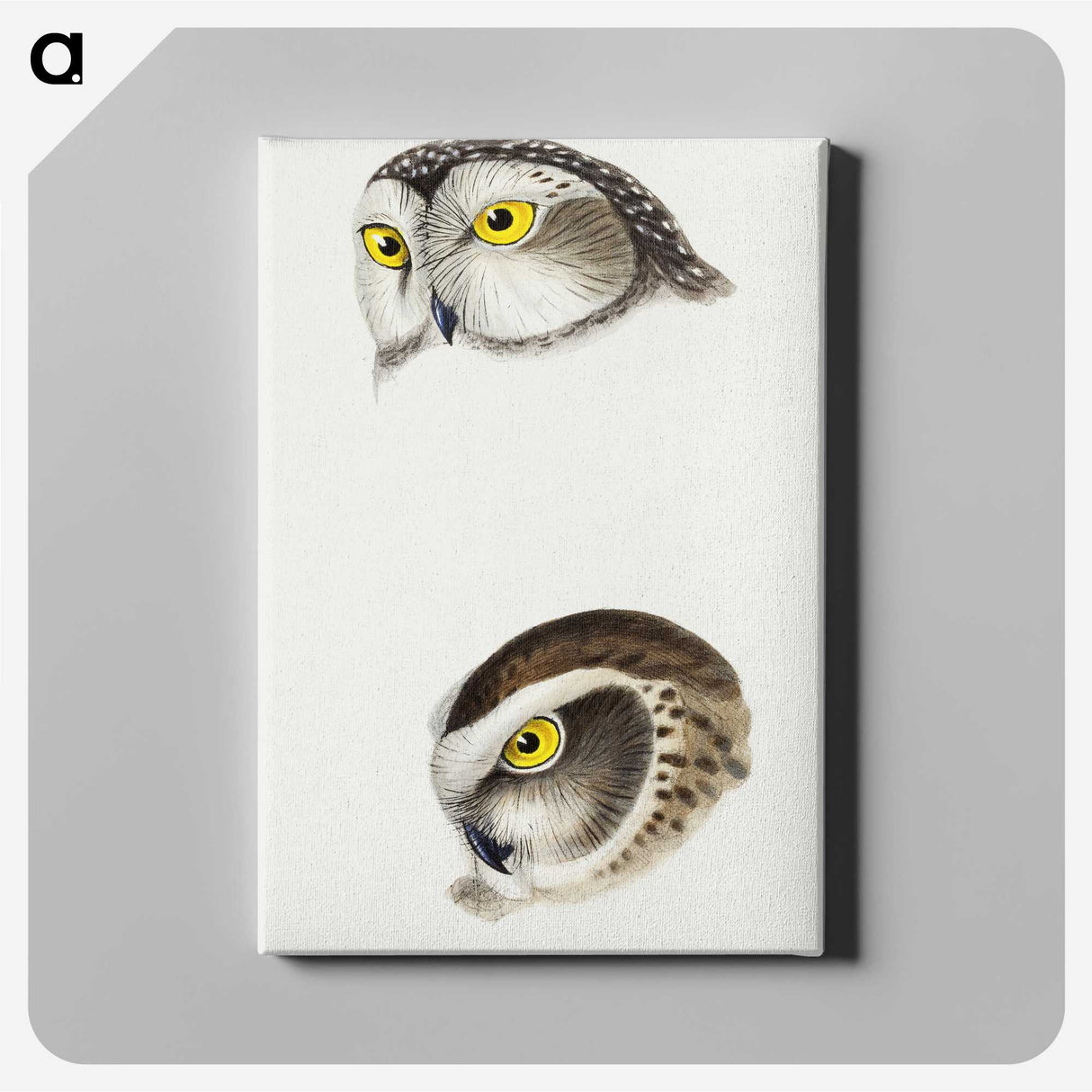 2-85_John-Gould_canvas